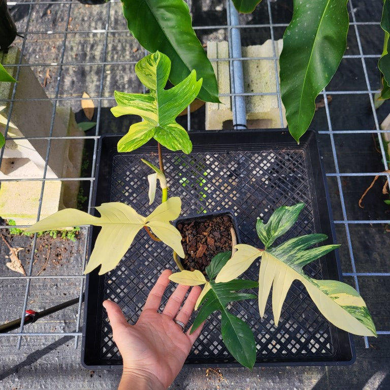 Philodendron Florida Beauty, Exact Plant Variegated Ships Nationwide