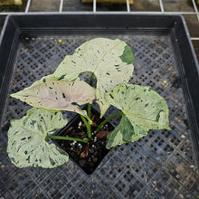 Load image into Gallery viewer, Syngonium Green Splash, Exact Plant Variegated Ships Nationwide
