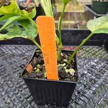 Load image into Gallery viewer, Rhaphidophora Tetrasperma Albo, Exact Plant Variegated Ships Nationwide
