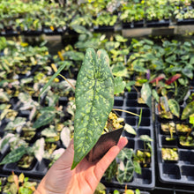 Load image into Gallery viewer, Alocasia Shattered Glass 2.5" pot, Fedex 2day*
