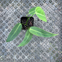 Load image into Gallery viewer, Anthurium Cirinoi, Exact Plant Ships Nationwide
