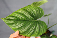 Load image into Gallery viewer, Philodendron Mamei Exact Plant Ships nationwide

