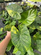 Load image into Gallery viewer, Alocasia Gageana Aurea Variegated 4" pot, Fedex 2day*
