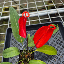 Load image into Gallery viewer, Anthurium Scherzerianum "Pig Tail", Exact Plant Ships Nationwide
