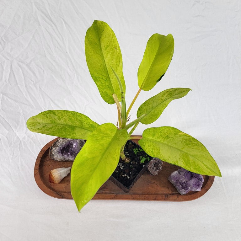 Philodendron Thai Sunrise Variegated 4