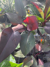 Load image into Gallery viewer, Philodendron Orange Princess Variegated 4" pot, Fedex 2day*
