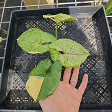 Load image into Gallery viewer, Syngonium Mango Allusion, Orm Thong, Exact Plant Variegated Ships Nationwide
