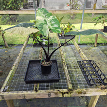 Load image into Gallery viewer, Alocasia Macrorhizza Black Stem, Exact Plant Variegated
