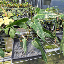 Load image into Gallery viewer, Philodendron Bernardopazii 6" pot, Fedex 2day
