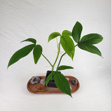 Load image into Gallery viewer, Philodendron Tripartitum 4" pot, Fedex 2day*
