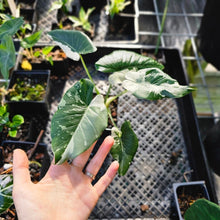 Load image into Gallery viewer, Alocasia Odora, Okinawa Silver, Exact Plant Variegated
