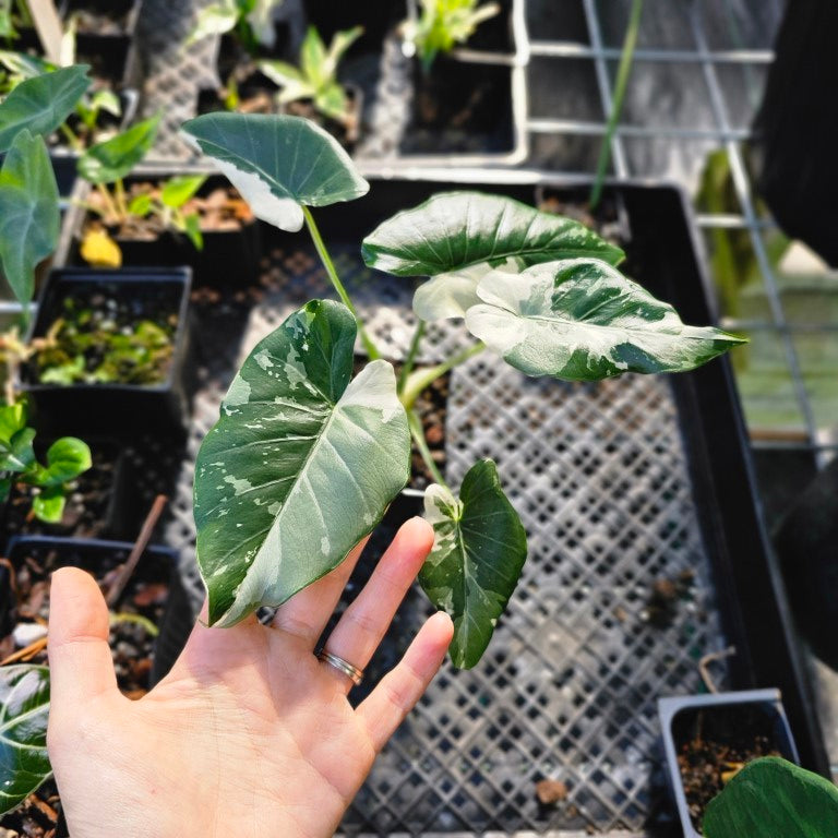 Alocasia Odora, Okinawa Silver, Exact Plant Variegated