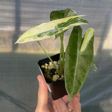 Load image into Gallery viewer, Alocasia Longiloba Aurea variegated exact plant, Fedex 2day*
