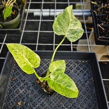 Load image into Gallery viewer, Philodendron Giganteum, Exact Plant Variegated 4&quot; Ships Nationwide
