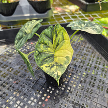 Load image into Gallery viewer, Alocasia Baginda Dragon Scale Albo Aurea Bicolor , Exact Plant Ships Nationwide
