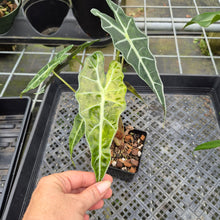 Load image into Gallery viewer, Alocasia Polly Aurea variegated exact plant, Fedex 2day*
