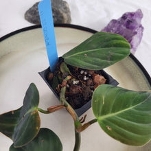 Load image into Gallery viewer, Philodendron Gigas 2.5&quot; starter pot, ships nationwide
