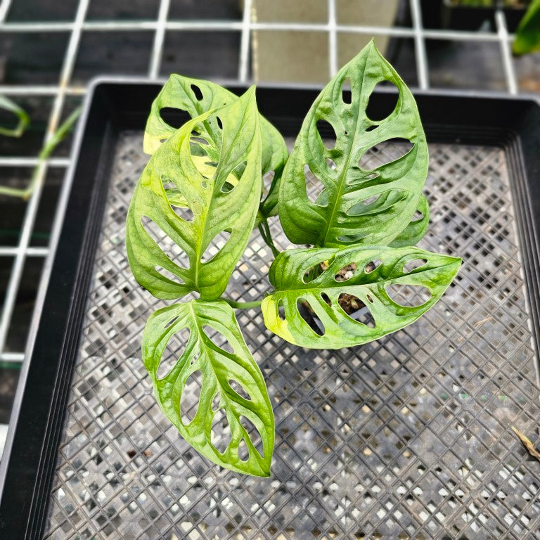 Monstera Adansonii Aurea, Exact Plant Variegated Ships Nationwide