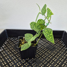 Load image into Gallery viewer, Scindapsus Snake Scale exact plant, Fedex 2day*
