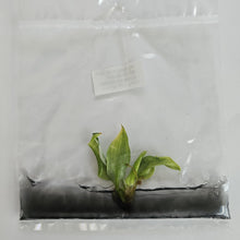 Load image into Gallery viewer, Philodendron White Knight Aurea variegated tissue culture 2DayAir
