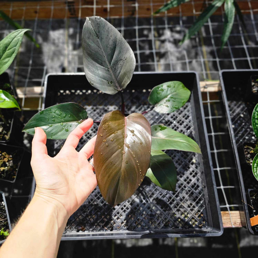 Philodendron Royal Queen, Exact Plant Ships Nationwide