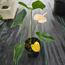 Load image into Gallery viewer, Anthurium Shibori, Exact Plant Variegated
