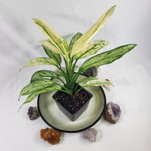 Load image into Gallery viewer, Aglaonema Ice Queen, Silver Queen, Exact Plant Variegated
