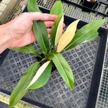 Load image into Gallery viewer, Philodendron Wend Imbe, Exact Plant Variegated Ships Nationwide

