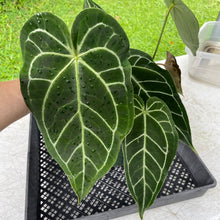 Load image into Gallery viewer, Anthurium Magnificum X Warocqueanum AFF noid, exact plant, Fedex 2day*
