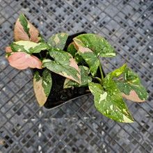 Load image into Gallery viewer, Syngonium Red Spot Tricolor, Exact Plant Variegated multi pot Ships Nationwide
