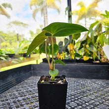 Load image into Gallery viewer, Anthurium Papillilaminum Fort Sherman X ( FS X Ralph Lynam), Exact Plant Ships Nationwide
