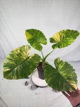 Load image into Gallery viewer, Alocasia Gageana Aurea Variegated 6&quot; pot, ships nationwide
