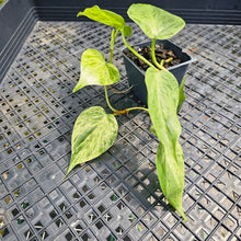 Load image into Gallery viewer, Philodendron Hederaceum, Heart Leaf, Exact Plant Variegated Ships Nationwide

