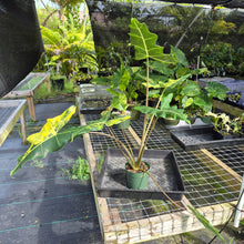 Load image into Gallery viewer, Alocasia Sarian aurea variegated exact plant, Fedex 2day*
