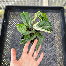 Load image into Gallery viewer, Amydrium Zippelianum, not Medium,, Exact Plant Variegated Ships Nationwide
