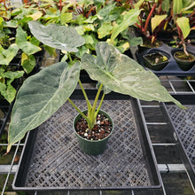 Load image into Gallery viewer, Alocasia Wentii, Exact Plant Variegated Ships Nationwide
