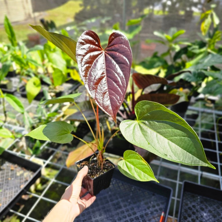 Anthurium Red Beauty, Exact Plant