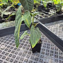 Load image into Gallery viewer, Anthurium Papillilaminum Fort Sherman X ( FS X Ralph Lynam), Ships Nationwide
