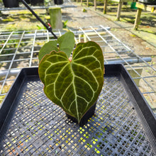 Load image into Gallery viewer, Anthurium Crystallinum, Exact Plant

