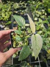 Load image into Gallery viewer, Epipremnum Pinnatum Cebu Blue Variegated 2.5" pot, Fedex 2day*
