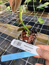 Load image into Gallery viewer, Philodendron Melanochrysum, Exact Plant Variegated Ships Nationwide
