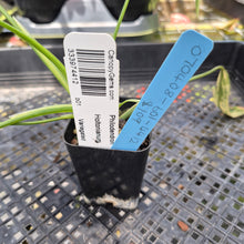 Load image into Gallery viewer, Philodendron Holtonianum Variegated, Exact Plant Ships Nationwide
