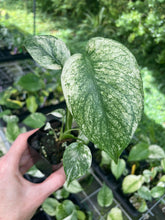 Load image into Gallery viewer, Monstera Deliciosa White Monster Variegated 2.5" Pot, Fedex 2 day*
