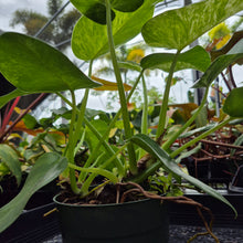 Load image into Gallery viewer, Philodendron Giganteum, Exact Plant Variegated Ships Nationwide
