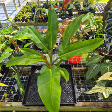 Load image into Gallery viewer, Philodendron Giant Orlando, Exact Plant Ships Nationwide
