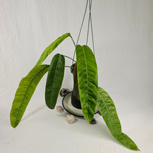 Load image into Gallery viewer, Philodendron Patriciae, Exact Plant
