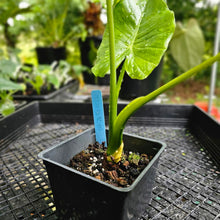 Load image into Gallery viewer, Alocasia Gageana Aurea, Exact Plant Variegated
