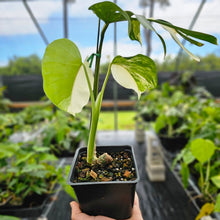 Load image into Gallery viewer, Monstera Borsigiana Albo Deliciosa, Exact Plant Variegated Ships Nationwide
