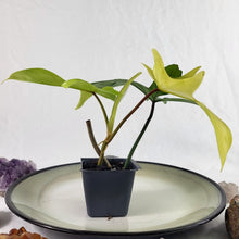 Load image into Gallery viewer, Philodendron Florida Ghost, Exact Plant Ships Nationwide
