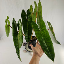 Load image into Gallery viewer, Philodendron Billietiae, Exact Plant X-Large Ships Nationwide
